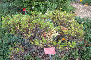 <i>Arctostaphylos densiflora</i> Species of flowering plant