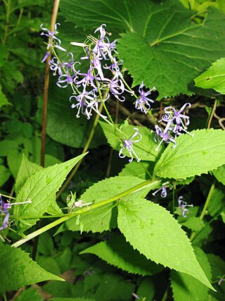 <i>Asyneuma</i> Genus of flowering plants