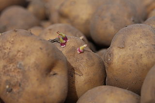 <span class="mw-page-title-main">Genetically modified potato</span> Potato that has had its genes modified using genetic engineering