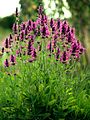 Stachys officinalis