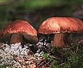 Boletus pinophilus - männynherkkutatti