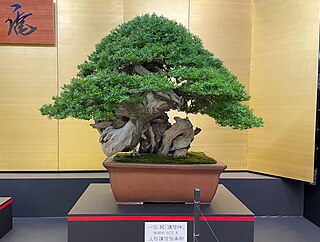 <span class="mw-page-title-main">Bonsai</span> Japanese art of training plants to mimic miniature versions of large trees