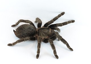 <span class="mw-page-title-main">Tarantula</span> Family of spiders