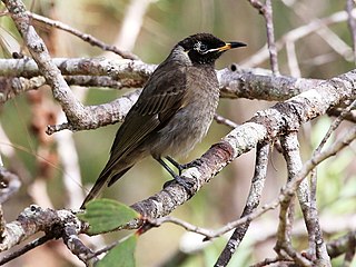 <span class="mw-page-title-main">Bridled honeyeater</span> Species of bird