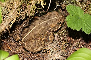 <span class="mw-page-title-main">Western toad</span> Species of amphibian