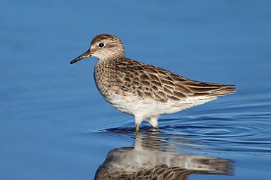 Sharp-tailed sandpiper