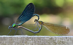 Calopteryx Splendens