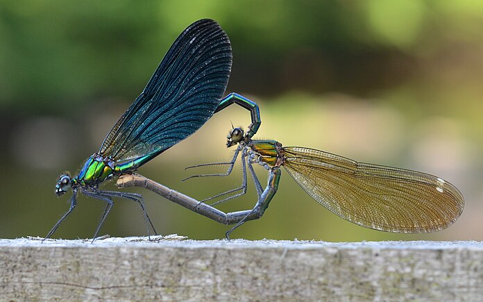 Mating wheel, Calopteryx virgo, Auvergne, France