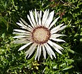 Carlina acaulis Germany - Schwäbische Alb