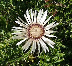 Hopeakurho (Carlina acaulis)