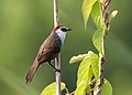 Image 43The chestnut-capped babbler (Timalia pileata) is a passerine bird of the Timaliidae. It is monotypic within the genus Timalia. The pictured specimen of this native bird of Bangladesh was photographed at Himchari National Garden, Cox's Bazar. Photo Credit: Syedabbas321