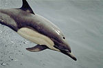 A common dolphin surfing on a ship's bow wave. Common dolphin.jpg