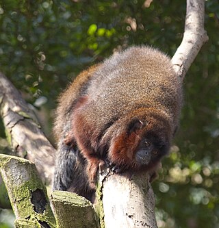 <span class="mw-page-title-main">Coppery titi monkey</span> Species of New World monkey