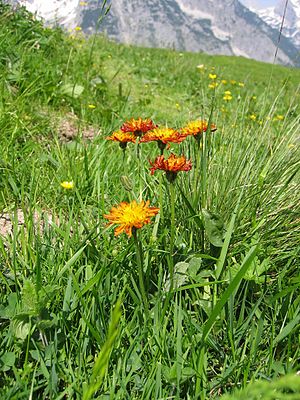 Crepis aurea