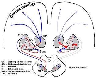 <span class="mw-page-title-main">Thalamic fasciculus</span>