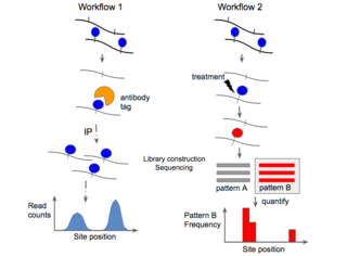 <span class="mw-page-title-main">Epitranscriptomic sequencing</span>