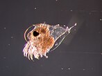 Zwevend Zoöplankton (Evadne spinifera)