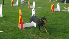 Flyballjump Doberman wb.jpg