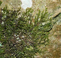 Frullania dilatata