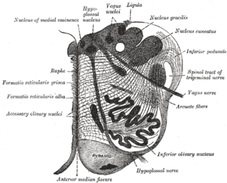 <span class="mw-page-title-main">Nucleus raphe magnus</span>