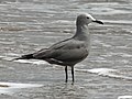 Gray Gull RWD.jpg