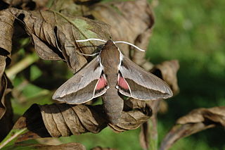 <i>Hyles hippophaes</i> Species of moth