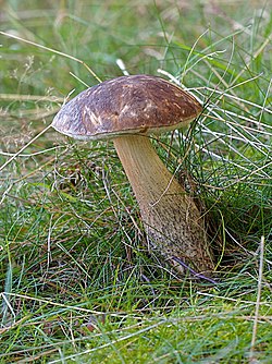 Parastā bērzubeka (Leccinum scabrum)