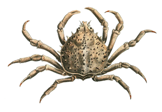 Pisinae Subfamily of crabs