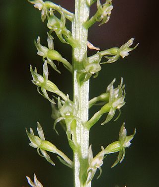 <i>Malaxis monophyllos</i> Species of orchid