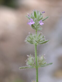 <i>Micromeria</i> genus of plants