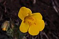 Blettut apublóma (Mimulus guttatus)