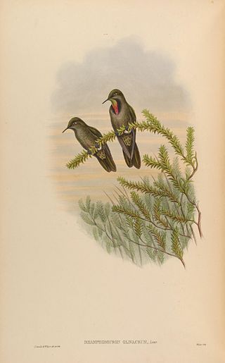 <span class="mw-page-title-main">Olivaceous thornbill</span> Species of hummingbird