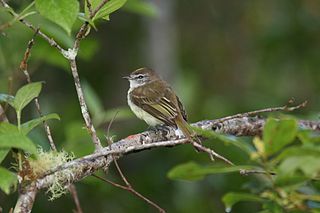 <i>Myiopagis</i> Genus of birds