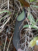 Nepenthes ramispina