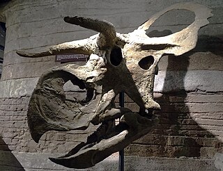 <i>Nasutoceratops</i> Extinct genus of dinosaurs