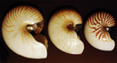 Shells of 3 species of Nautilus Nautilus species shells.png