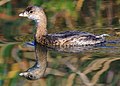 77 Non-breeding pied-billed grebe-6514 uploaded by Frank Schulenburg, nominated by Tomer T,  16,  0,  0