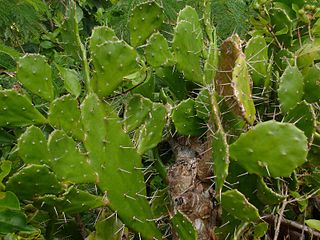 <i>Opuntia monacantha</i> Species of cactus