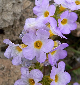 <i>Phacelia fremontii</i> Species of plant