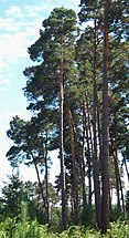 Trees, Forêt de Tronçais, France