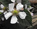 Rubus 'Triple Crown'