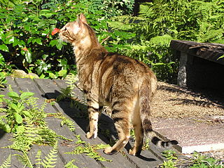 <span class="mw-page-title-main">Sokoke</span> Breed of cat