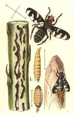 Спаржева муха Plioreocepta poeciloptera Schrank, 1803