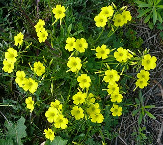 <i>Oxalis</i> Genus of flowering plants