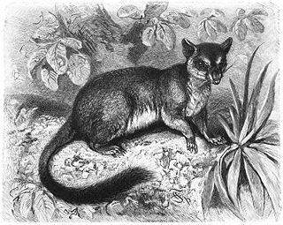 <span class="mw-page-title-main">Brush-tailed phascogale</span> Species of mammal