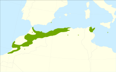 Distribuição natural de Tetraclinis articulata.