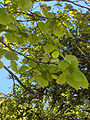 Tilia platyphyllos