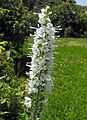 Veronica spicata 'Icicle'