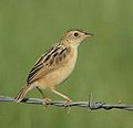 Zwergcistensänger  (Cisticola ayresii, Kat. )