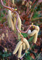 Female and male flowers